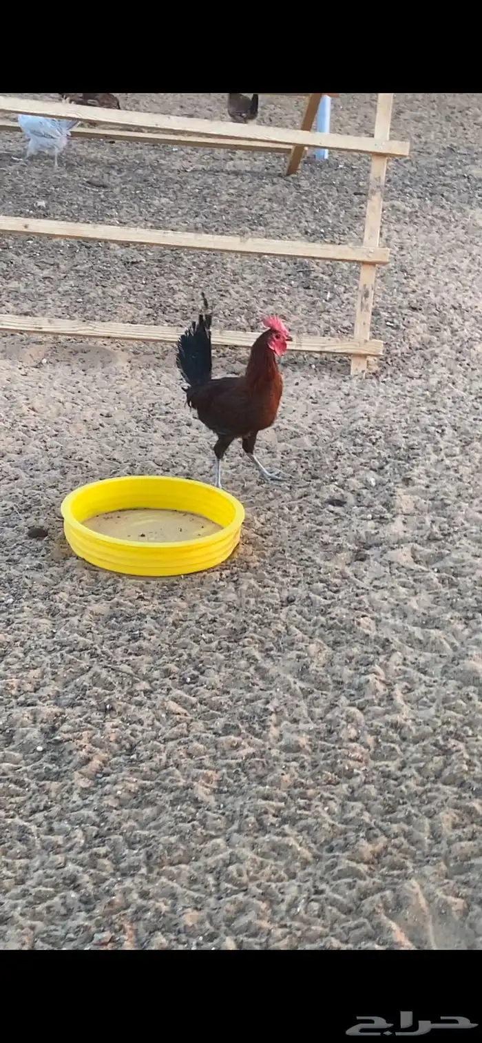 دجاج وديوك للبيع 5