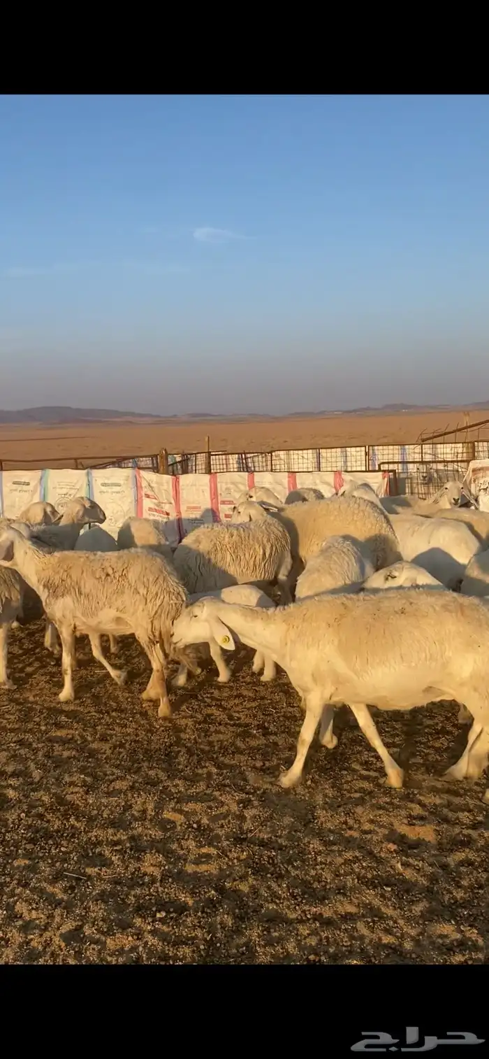 غنم خلفات 2
