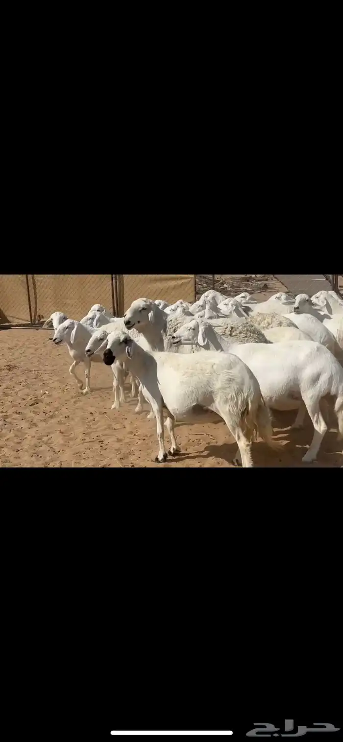 ضان حرش صنف الصنف 2