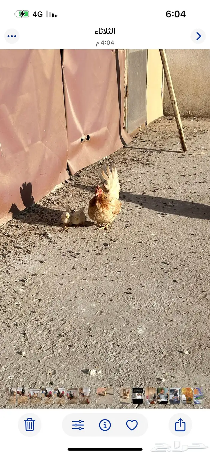 دجاج جبانيز مع فروخه 1