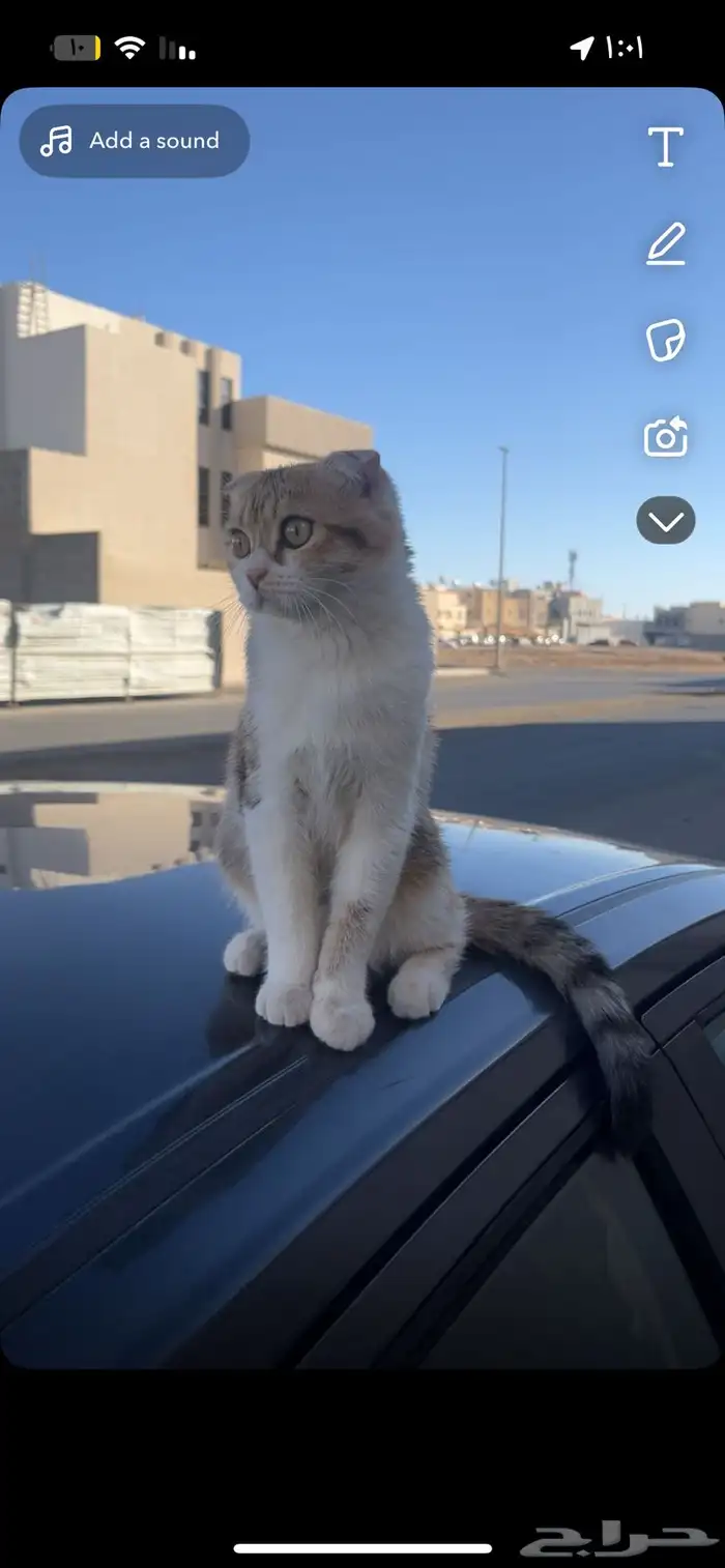 قطوه سكوتش فولد انثى تزاوج 0