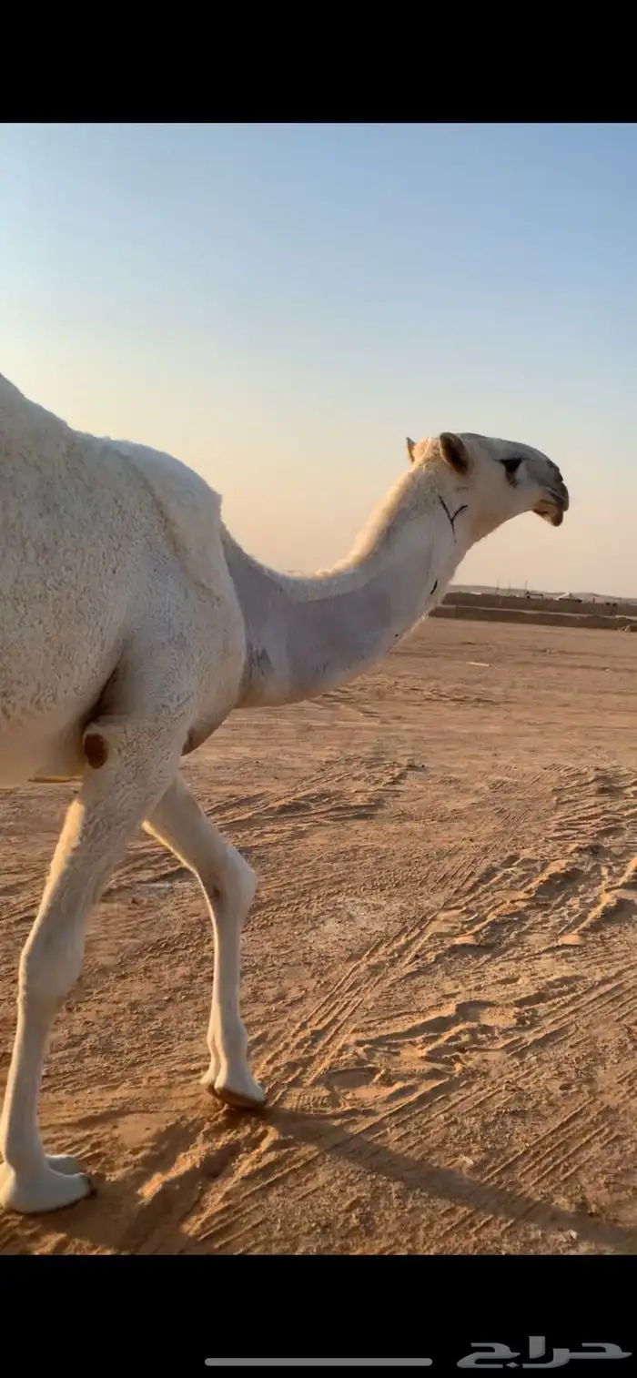 بكره حقه طيبه وضحاء برده للبيع 0