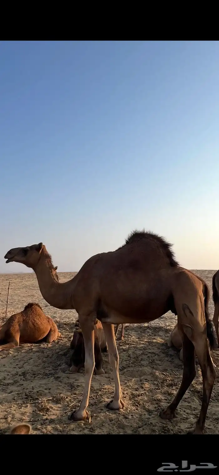 ناقة حمراء 0