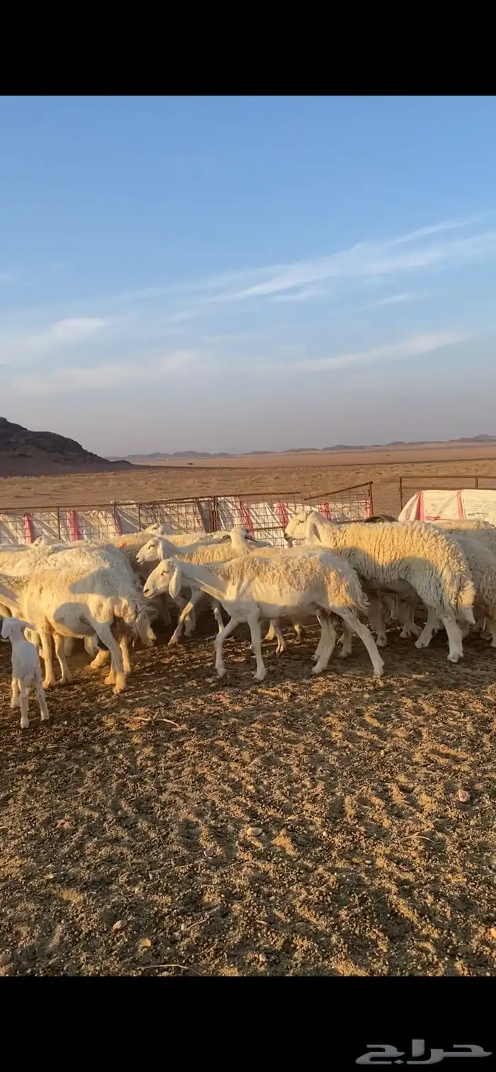 غنم خلفات 0