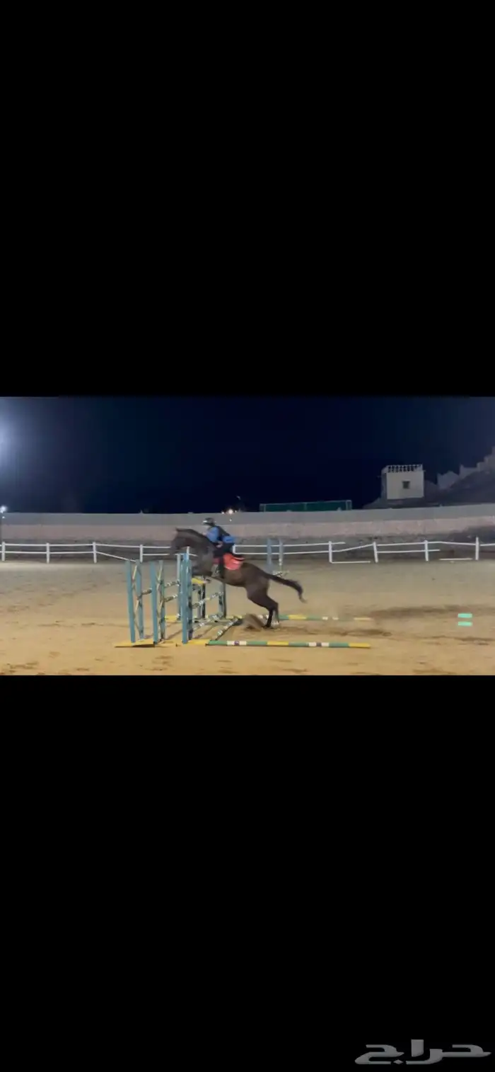 ايواء خيل-تدريب-عسف خيل-إعادة عسف-رحلات بحريه-رحلات بحريه 8