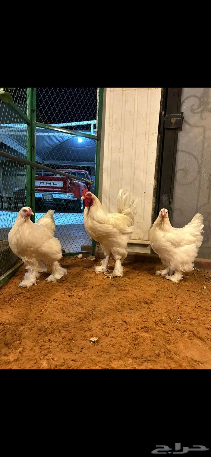 براهما ابيض صك 0