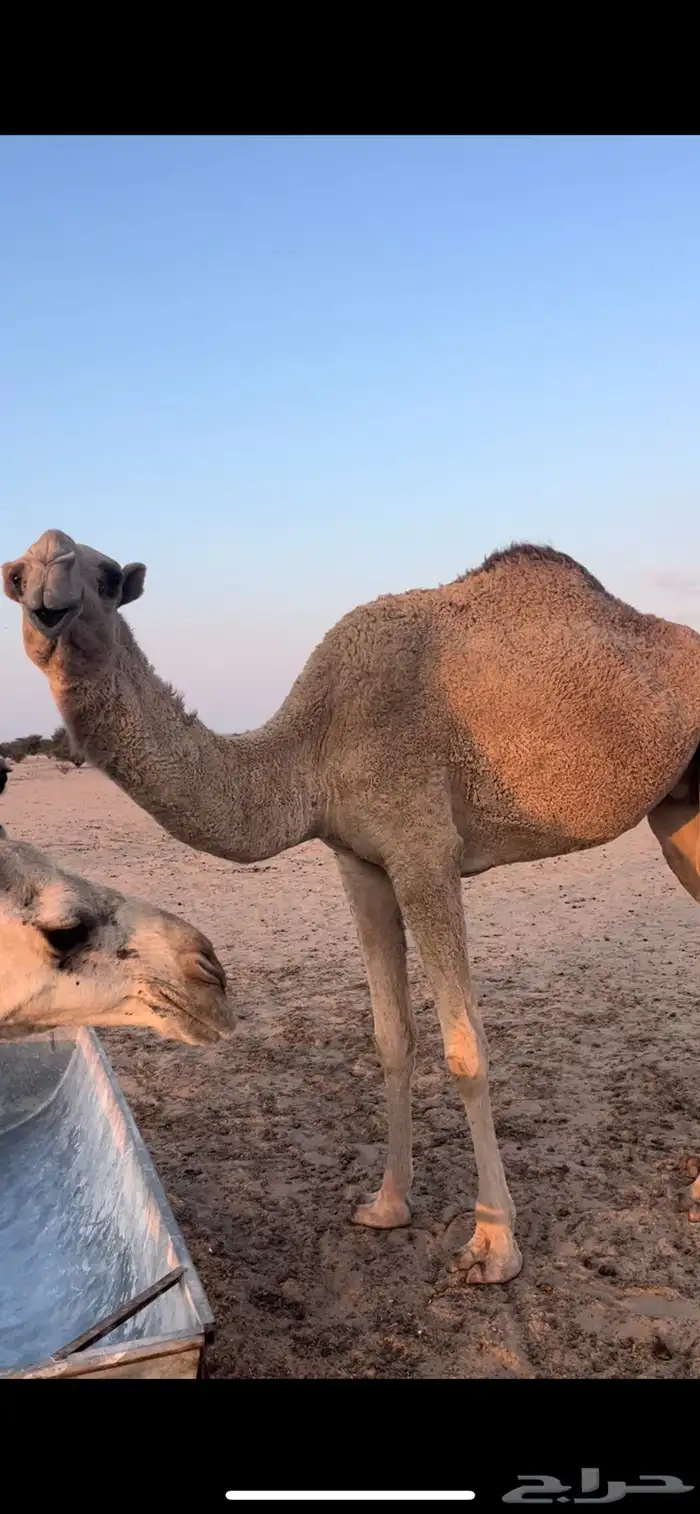 4 ضرايب للبيع 0