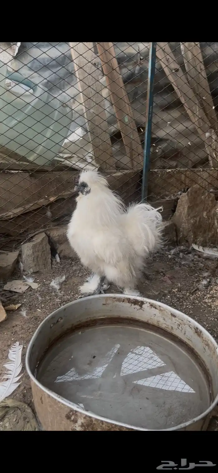 دجاج قطني امهات خوارج 0