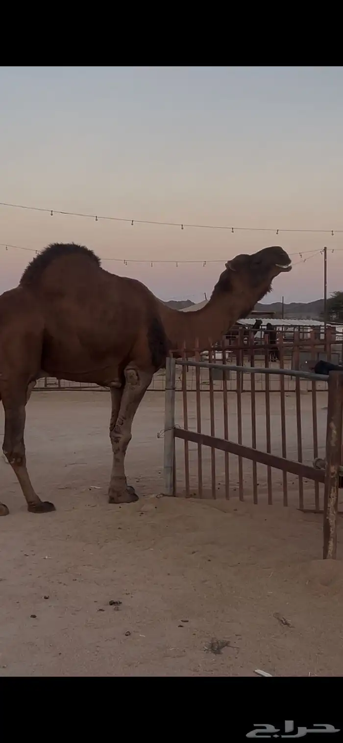 للبيع بعير حمر ادهم 0