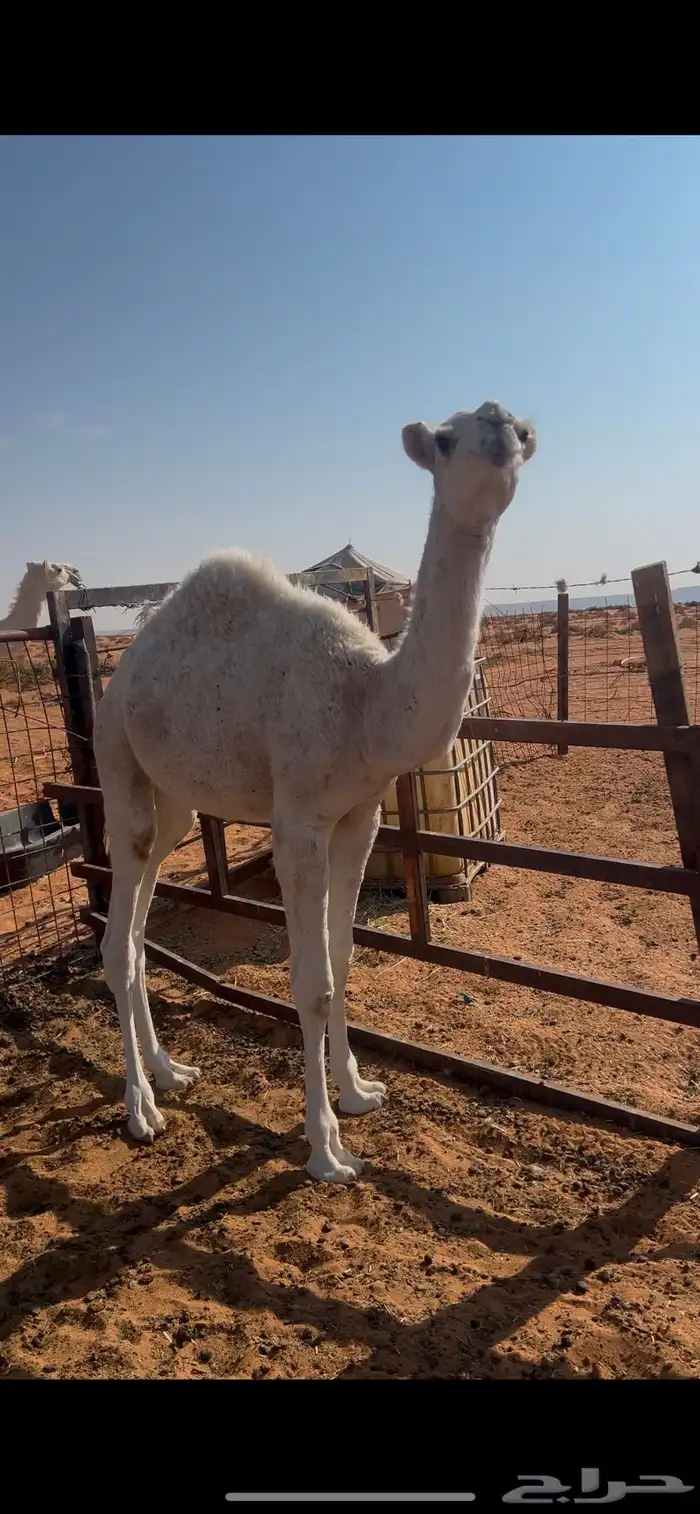 قعدان للبيع 2