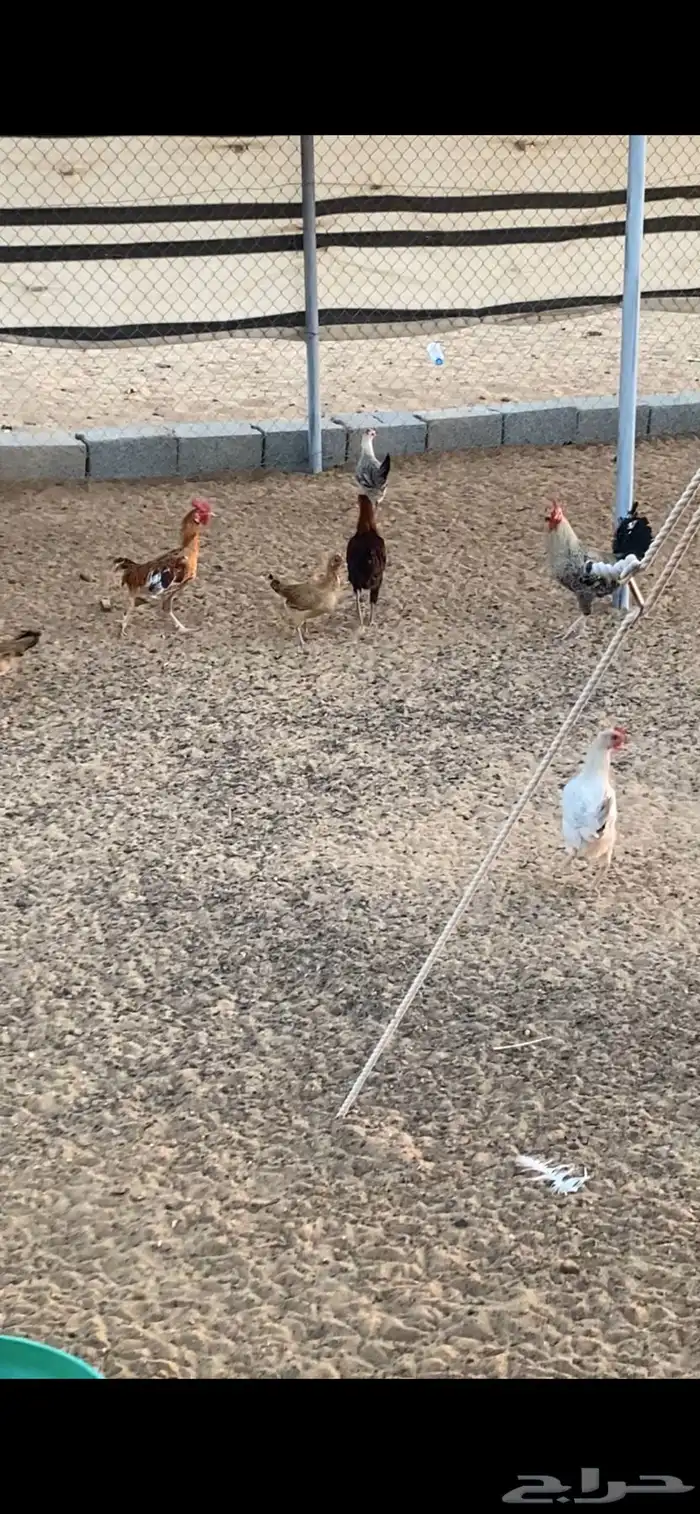 دجاج وديوك للبيع 7
