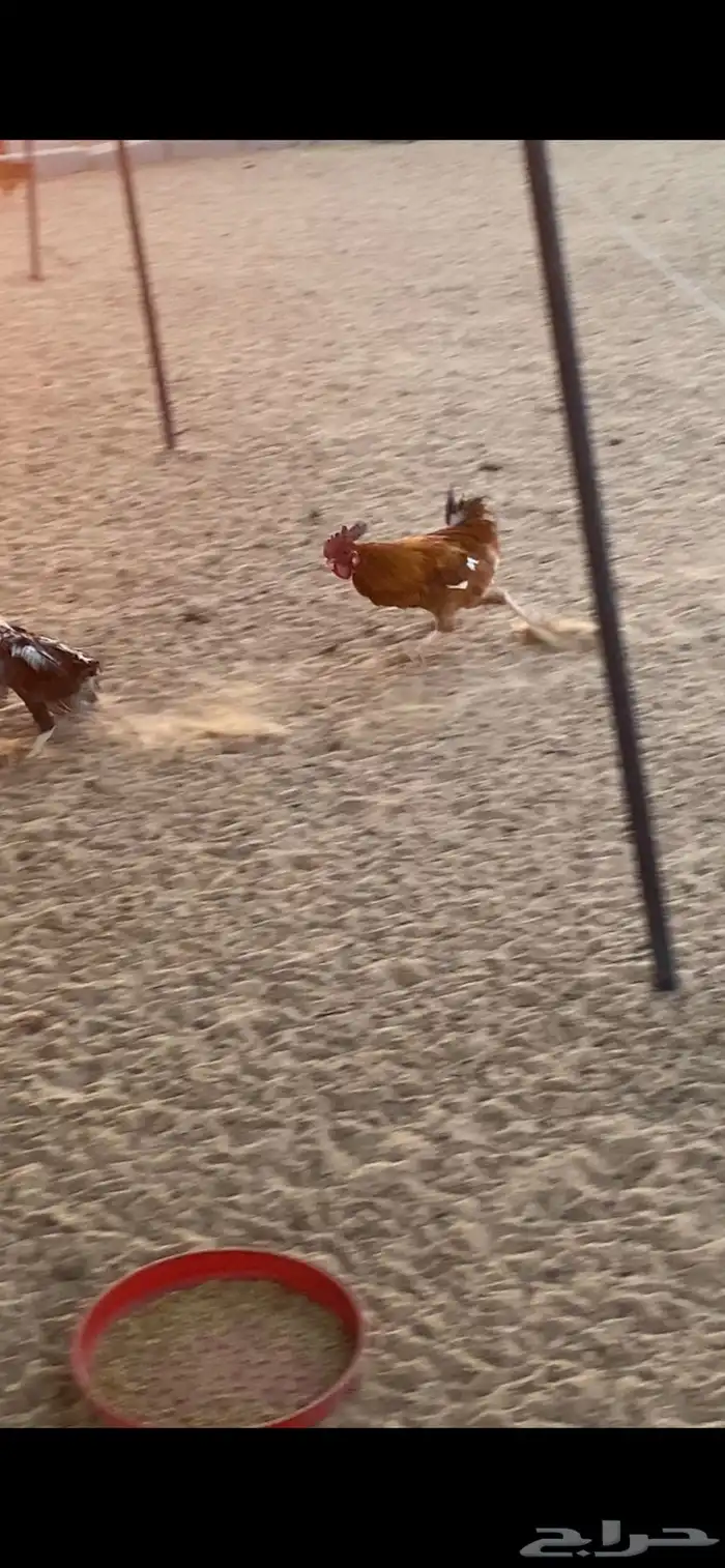 دجاج وديوك للبيع 6