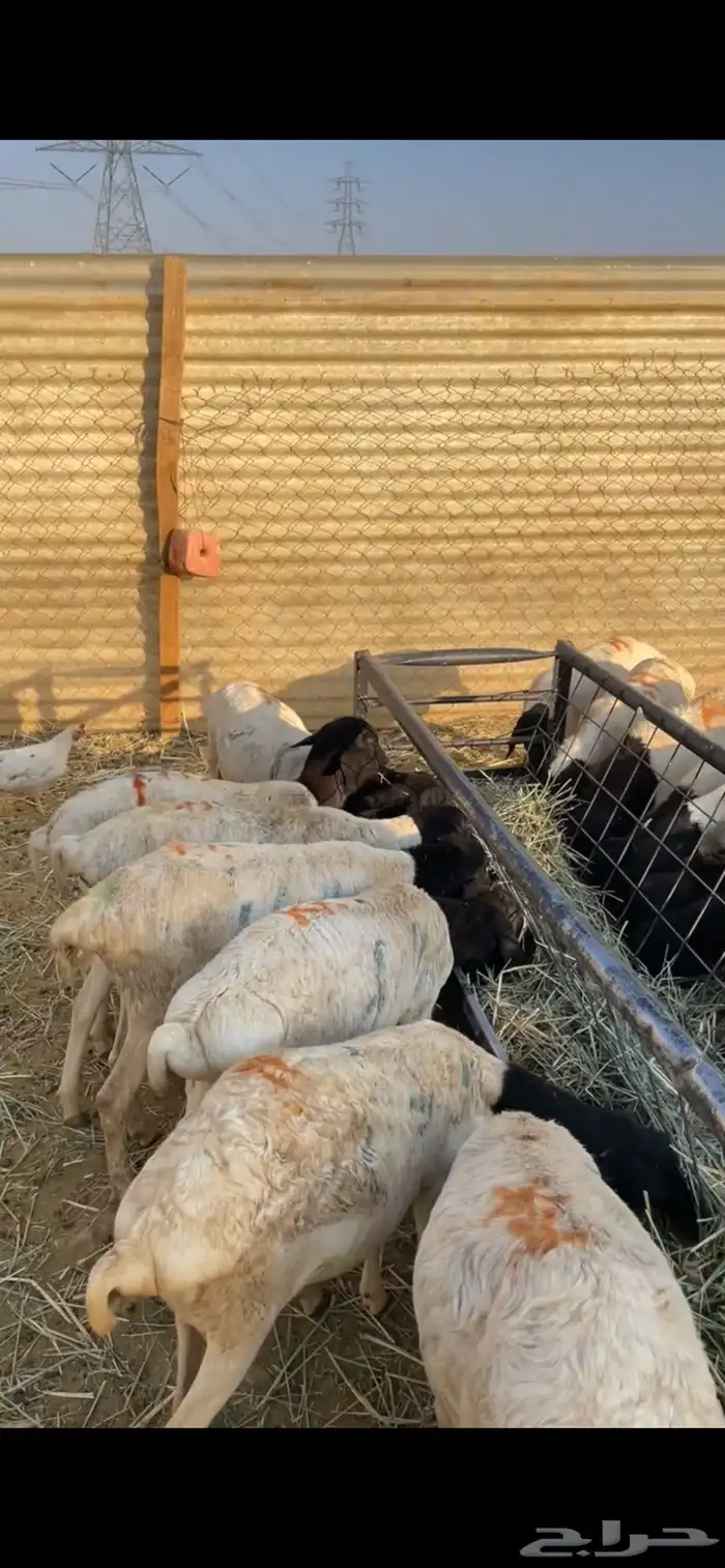 برابر جذعان تربيه العدد19 3