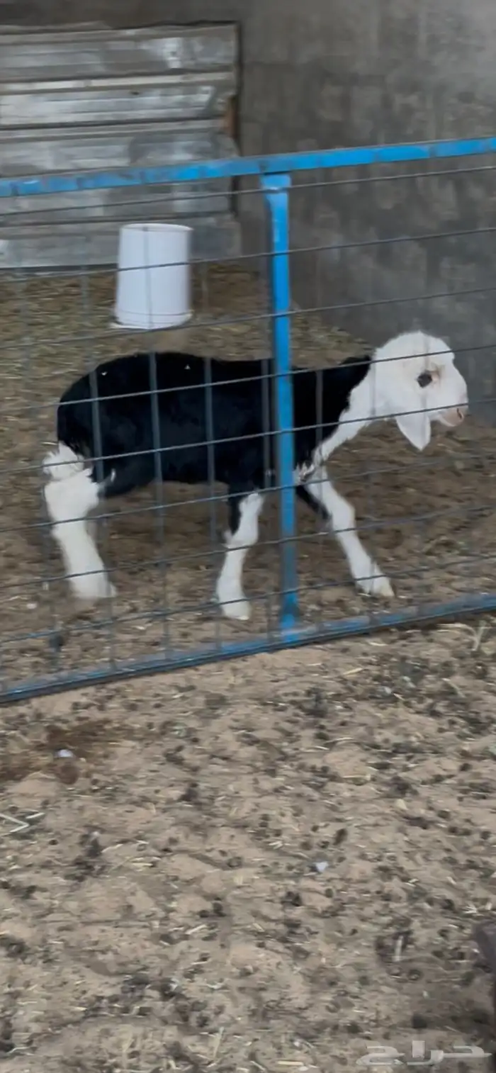 رخل نجديه داغوره 1