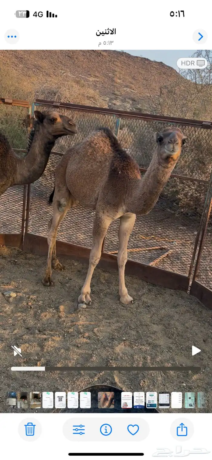 قعدان للبيع مفاريد 3