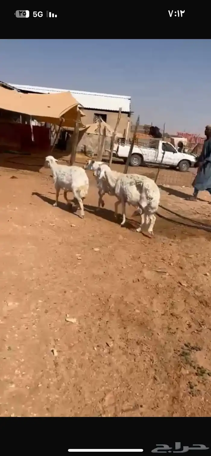 للبيع شياه 2