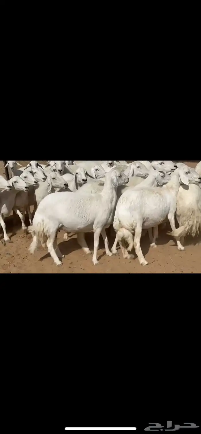 ضان حرش صنف الصنف 3