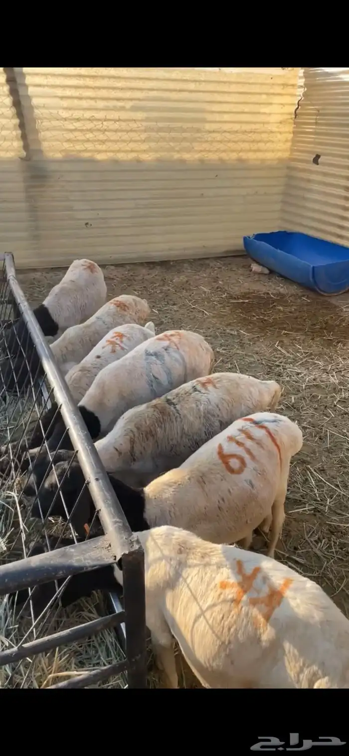 برابر جذعان تربيه العدد19 1