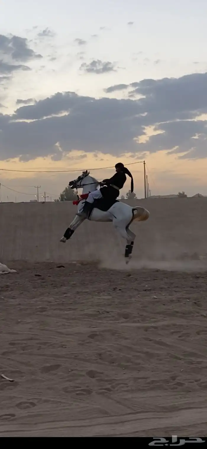 حصان شعبي شيخ 4