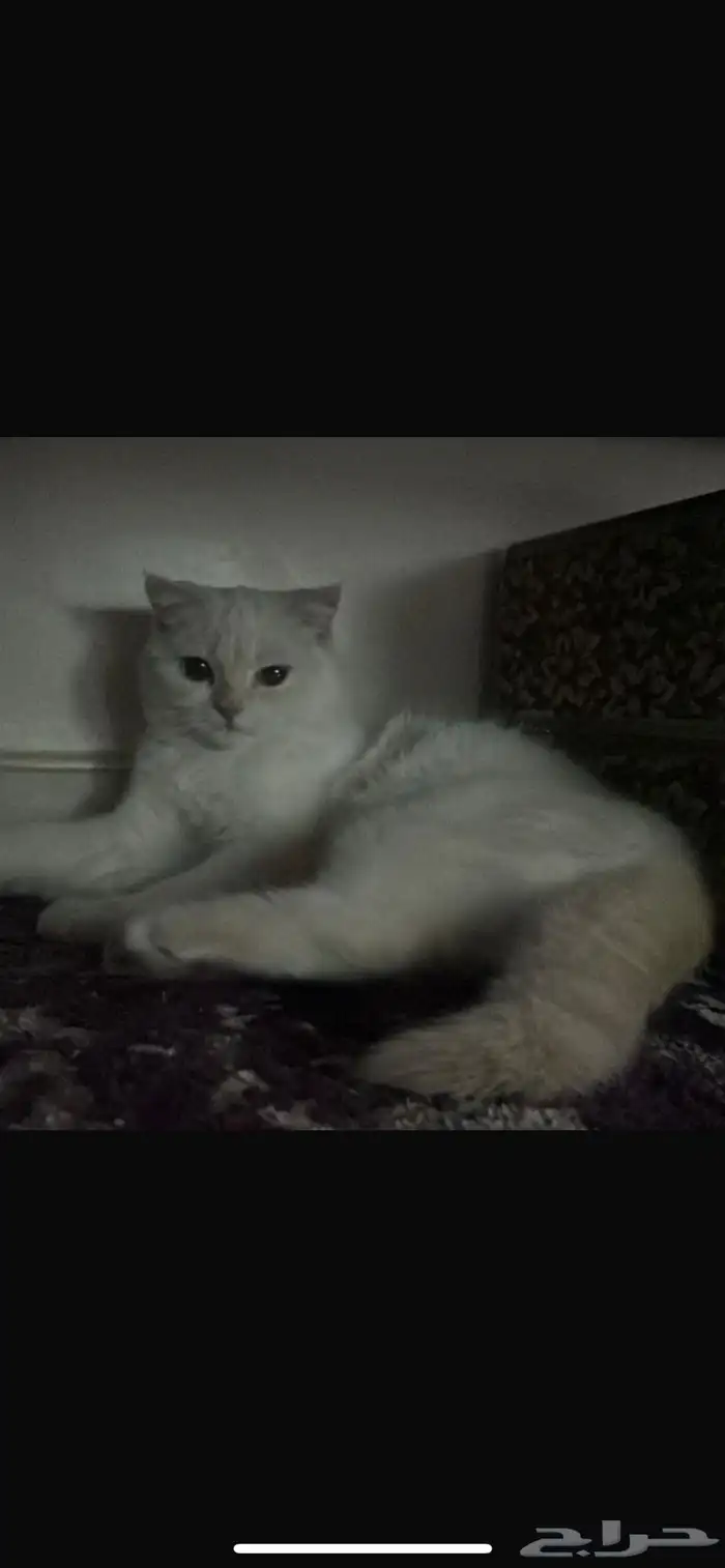 قطه سكوتش فولد للبيع 0