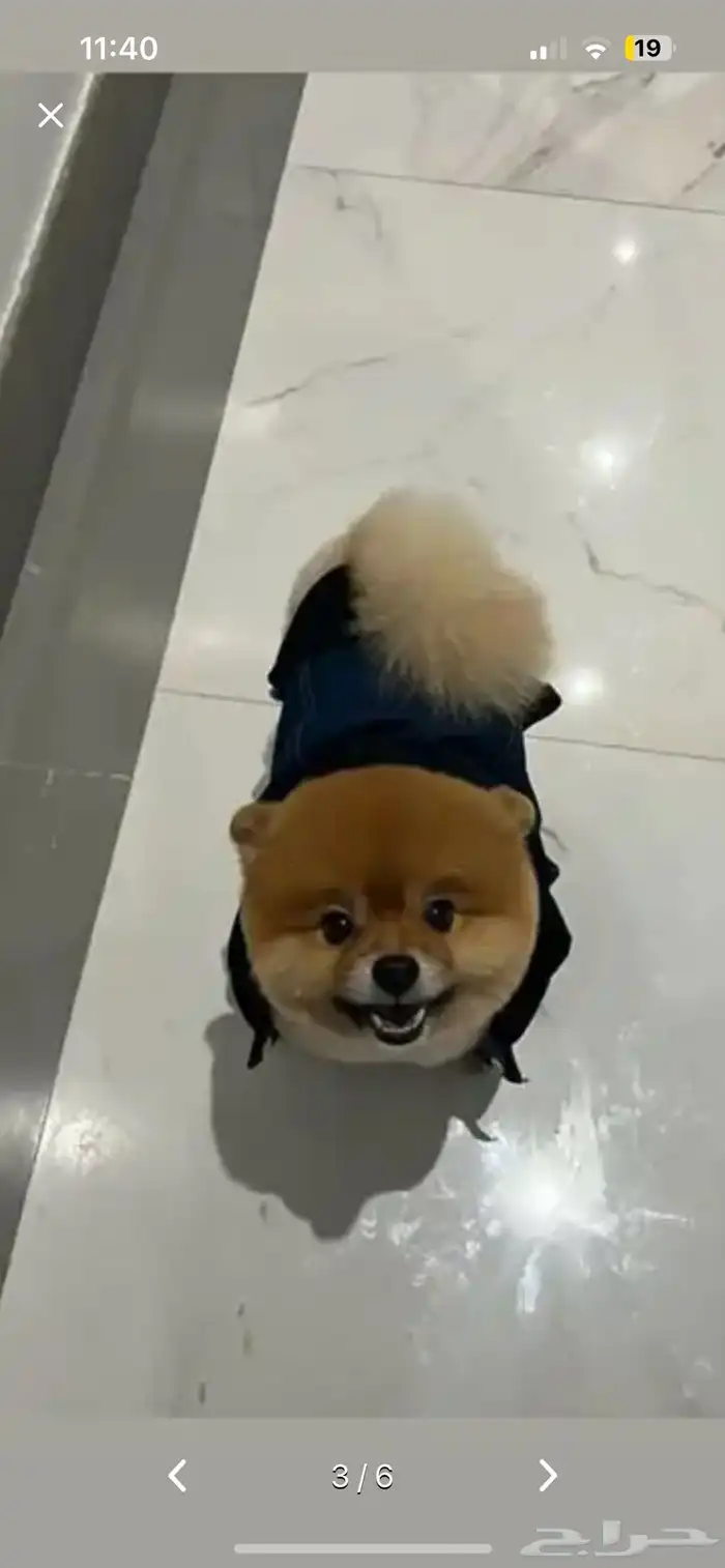 احتاج كلب مثل ذا انثى او ذكر تبني بدون رسوم بصحه كويسه 0