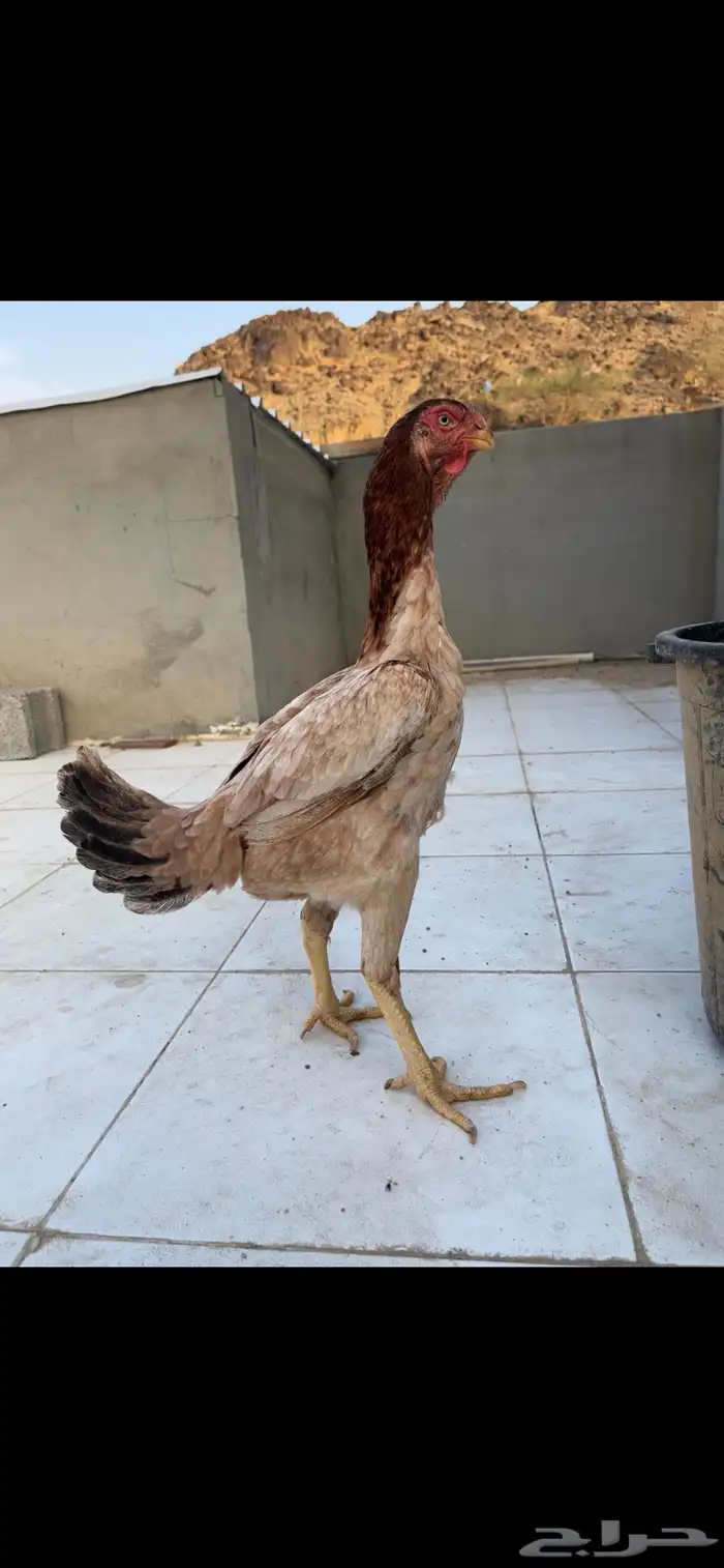 دجاج فارسي 0