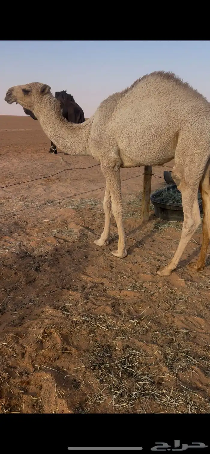 قعود قصب طيب 3