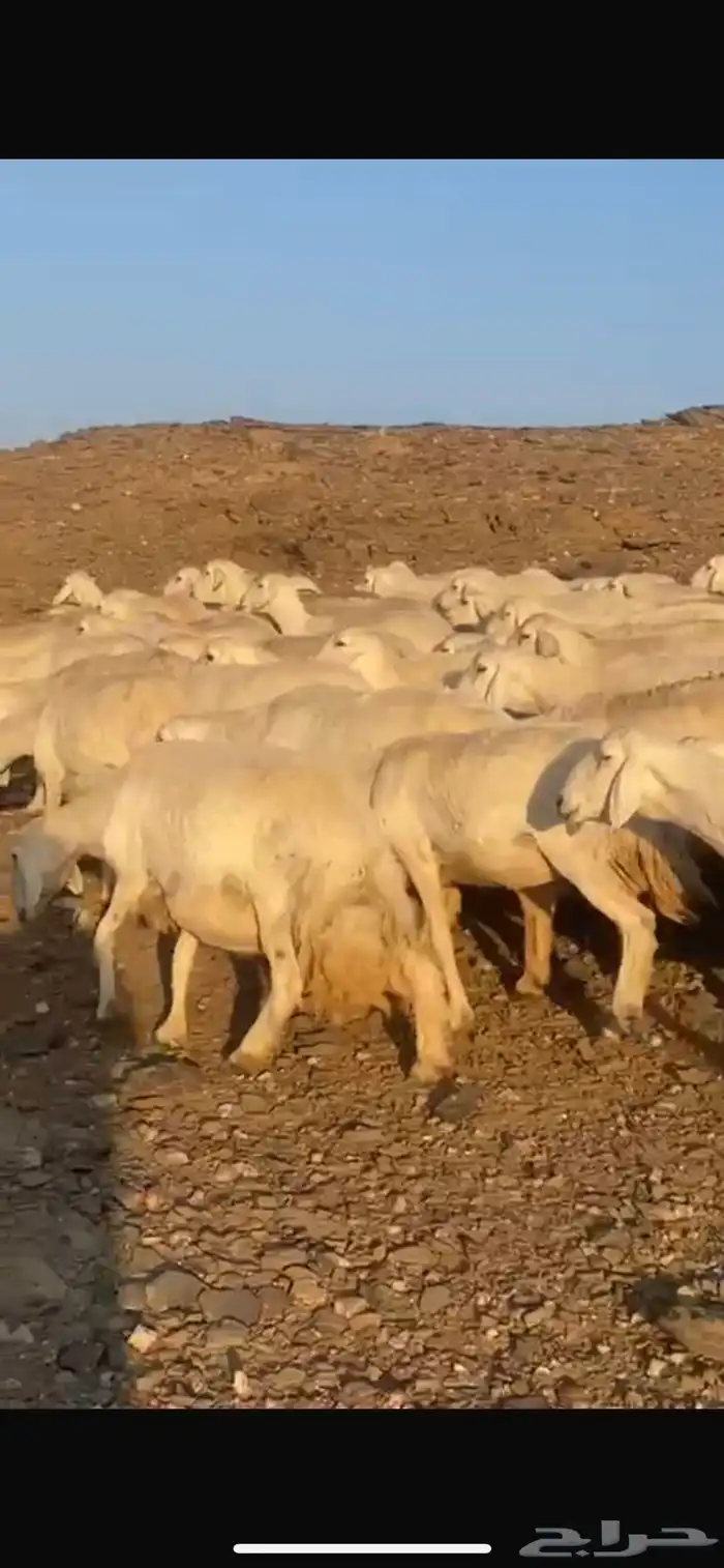 حرش دفيع مراح العدد 100 0