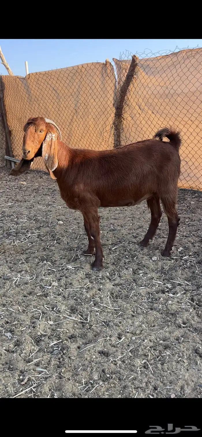 عنز قبرصيه دافع سنها ثنيه 7