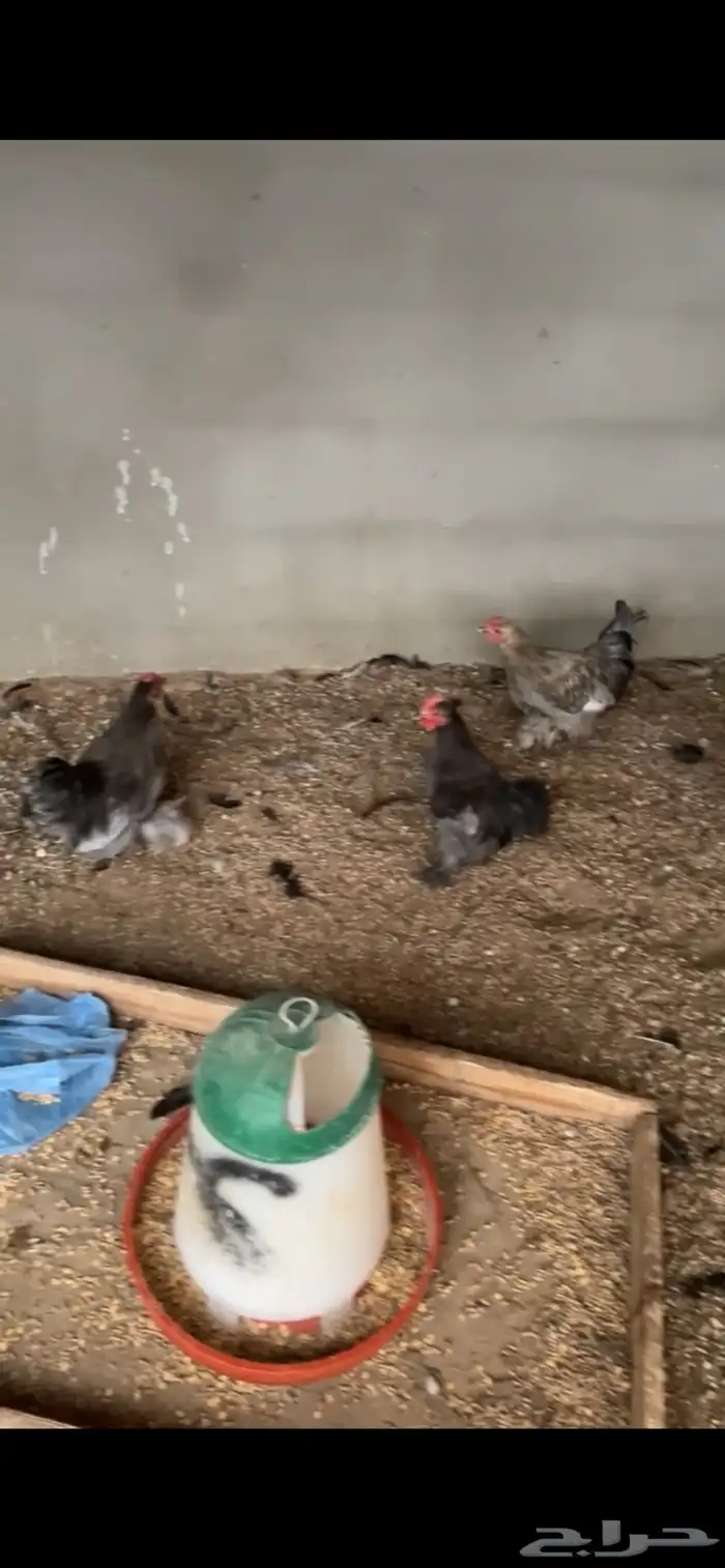 للبيع دجاج و ديوك كوشن 2