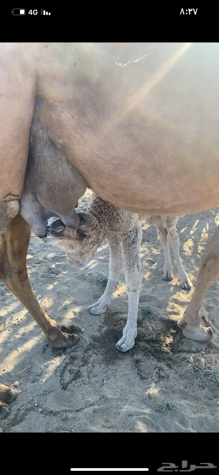 ناقة لقحة حمرا كفوو 2