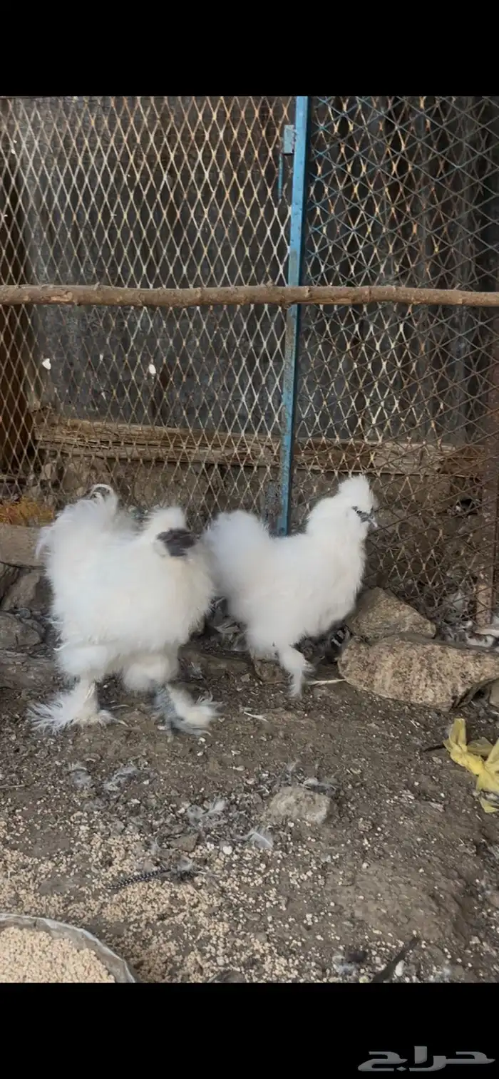 دجاج قطني امهات خوارج 2