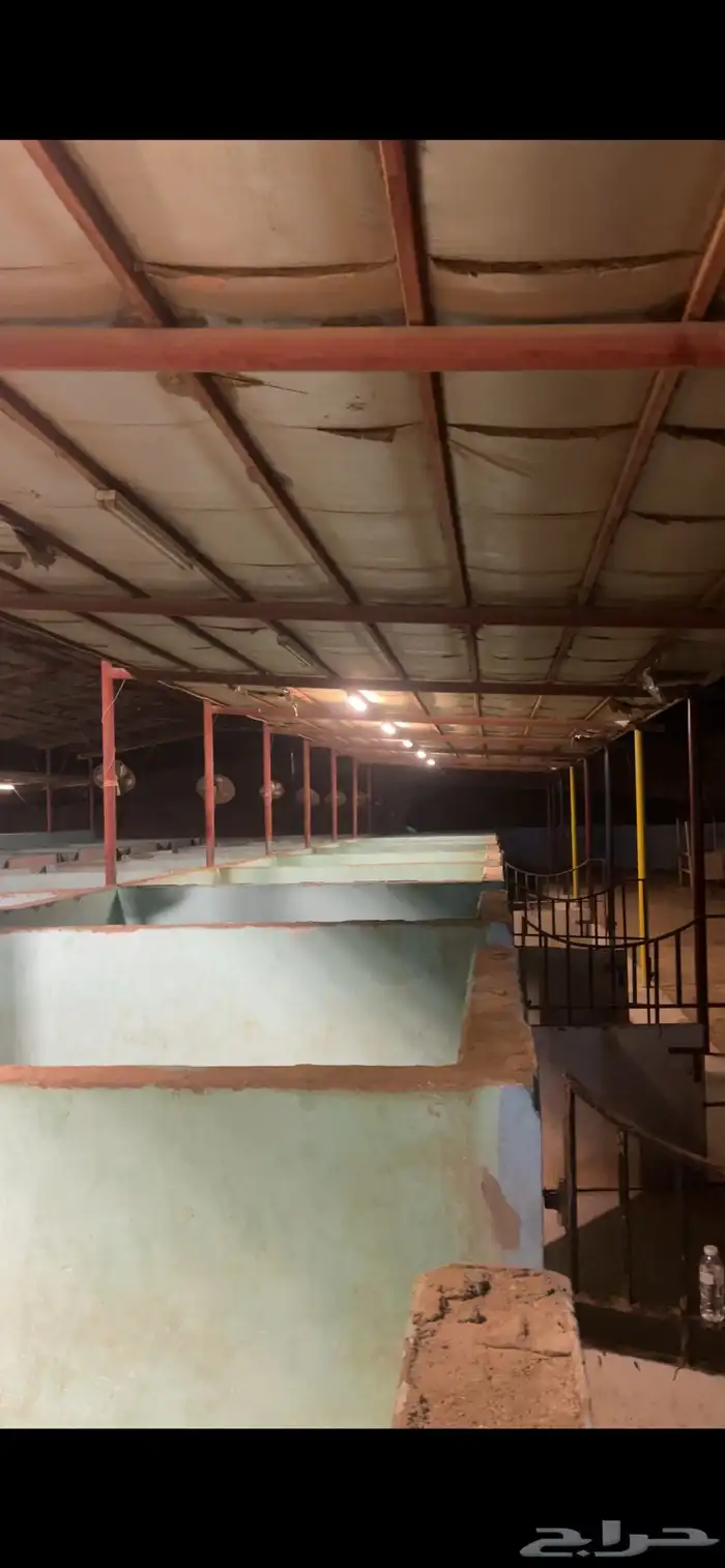 ايواء خيل-تدريب-عسف خيل-إعادة عسف-رحلات بحريه-رحلات بحريه 7