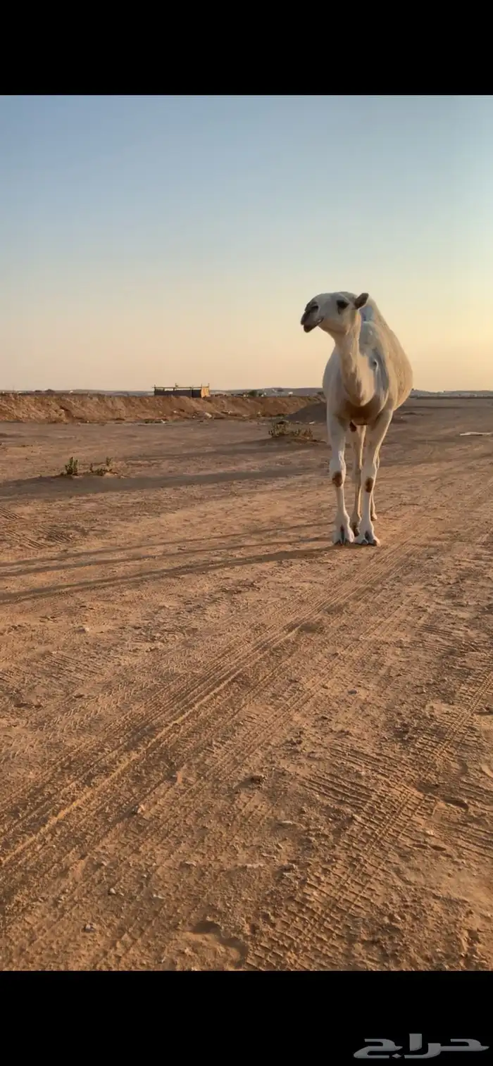 بكره حقه طيبه وضحاء برده للبيع 3