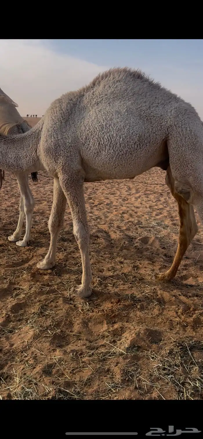 قعود قصب طيب 1