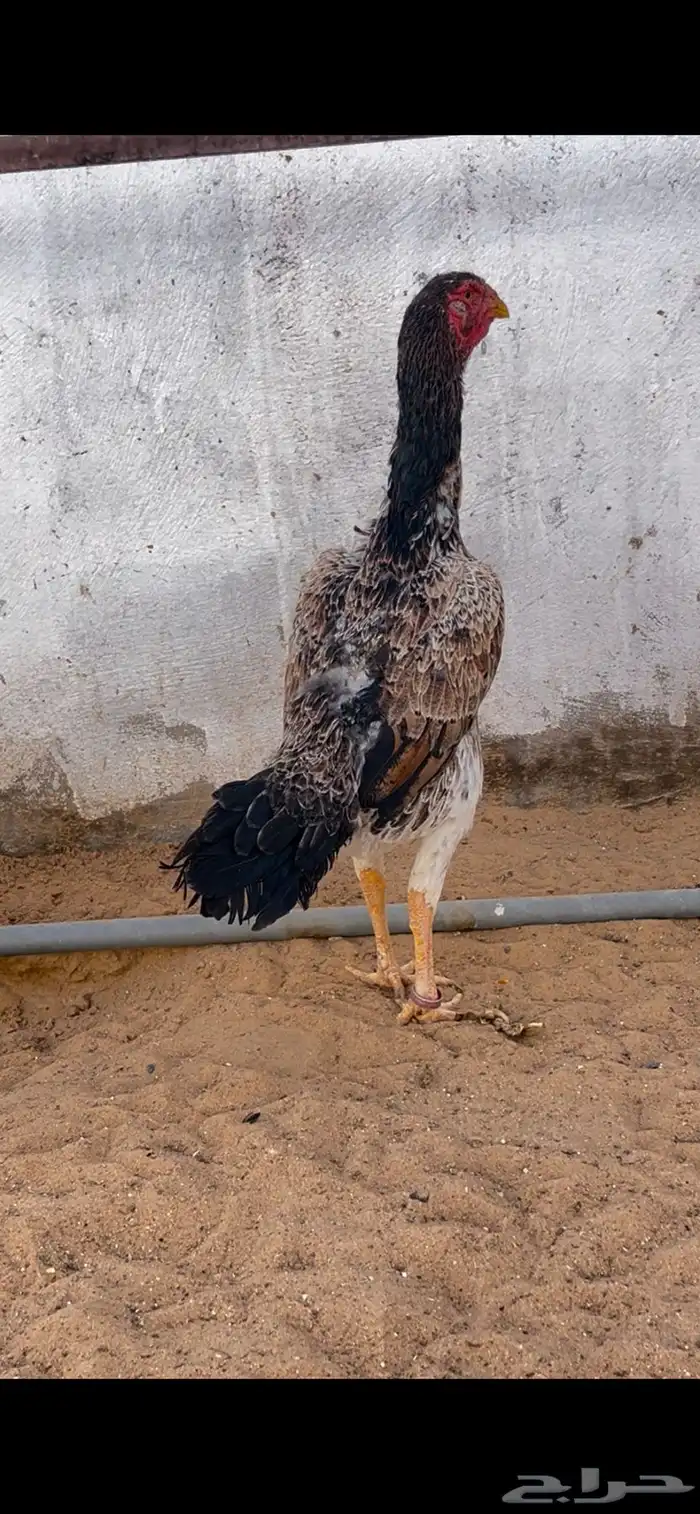 ديك ودجاجه شامويباني 4