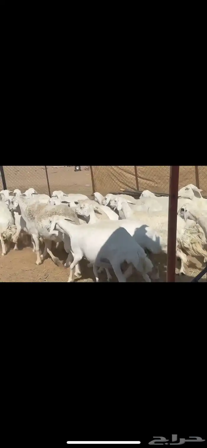 ضان حرش صنف الصنف 0