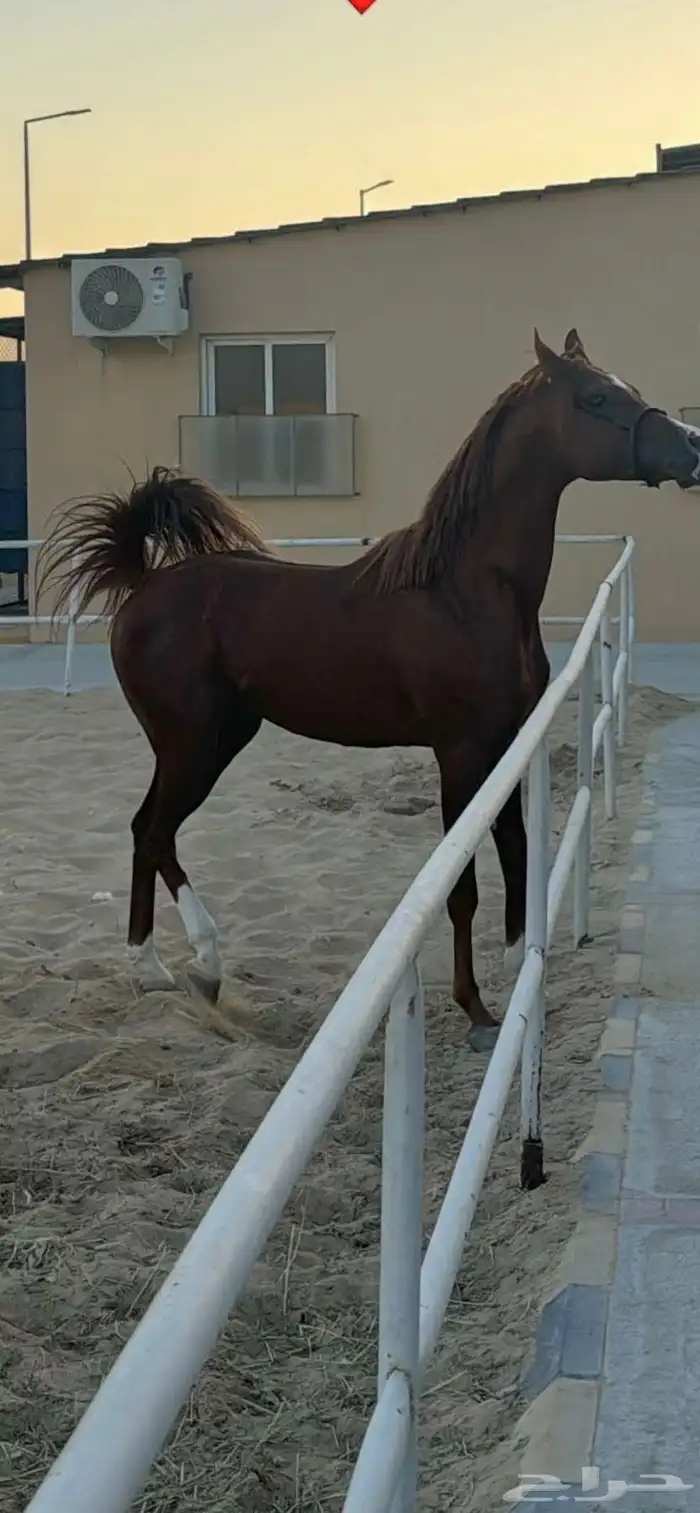 تم البيع الحصان الشعبي 6
