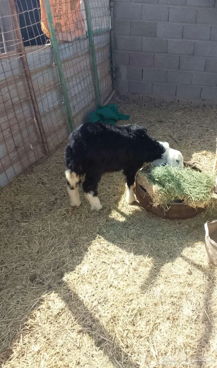 رخله نجديه للبيع مع امها 1