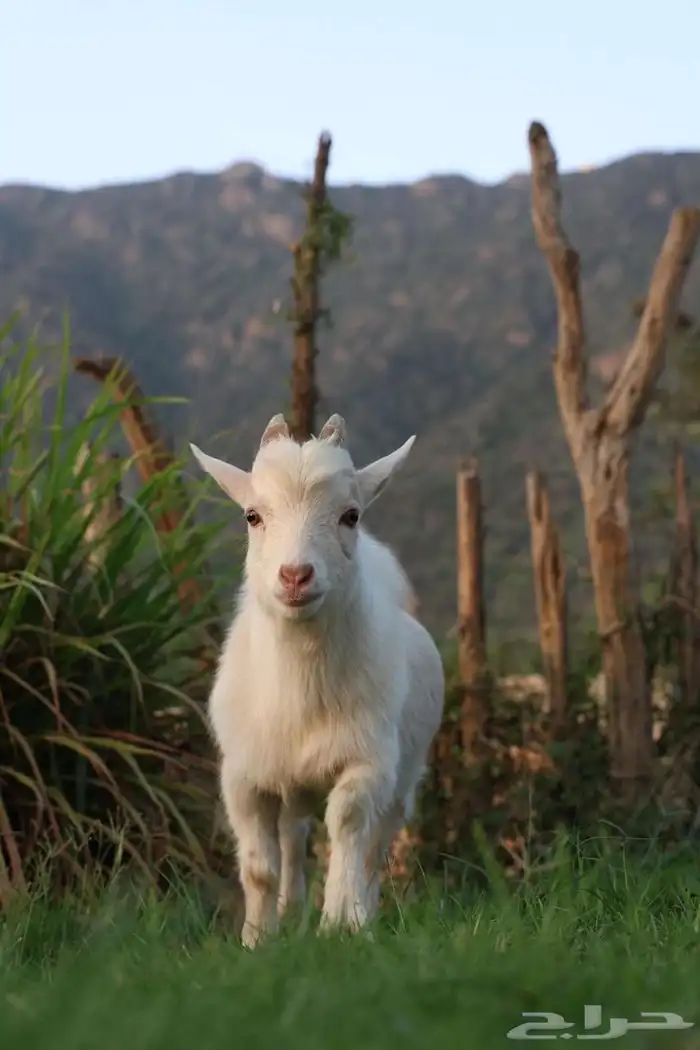 ماعز قزم 2
