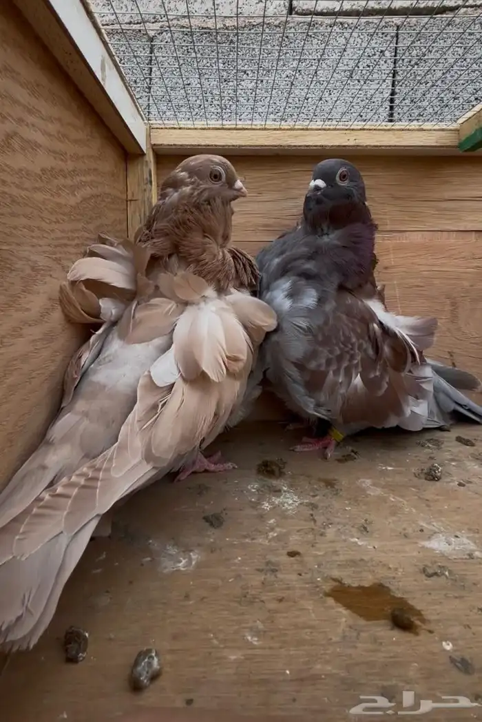 للبيع جوز حمام كشكش 0