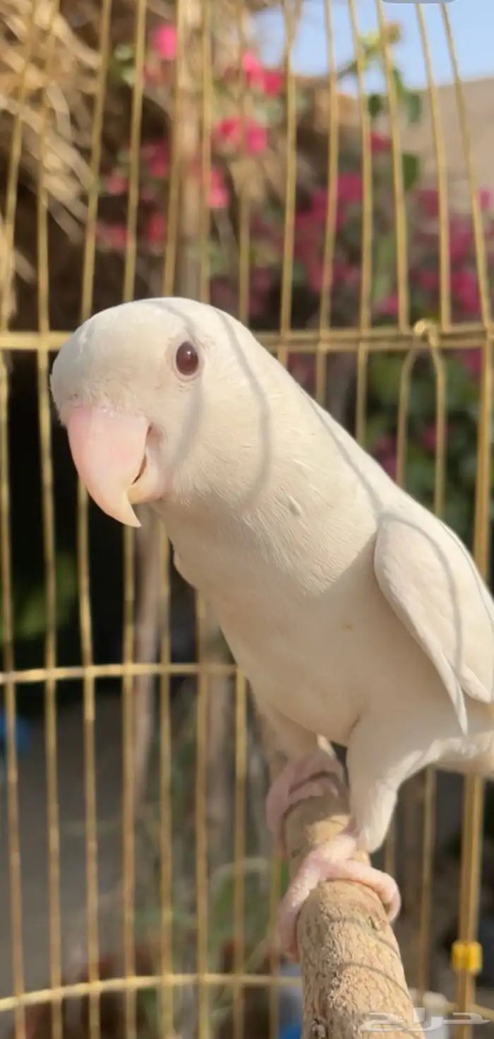 روز بال فالو عيون حمر 1