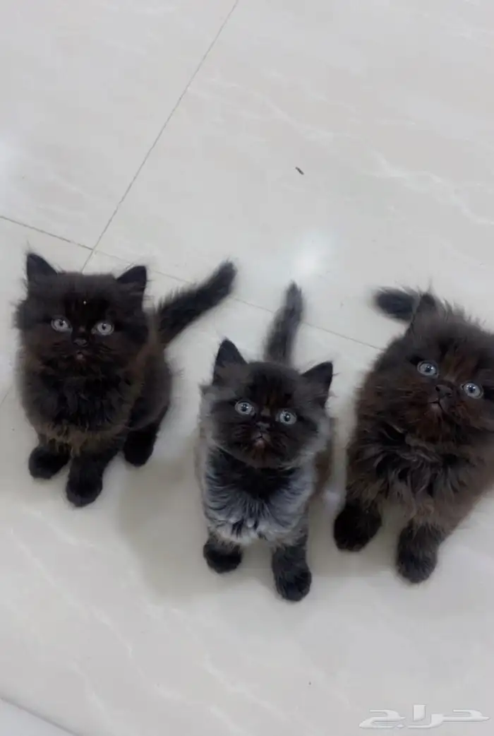قطط كيتن للبيع 0