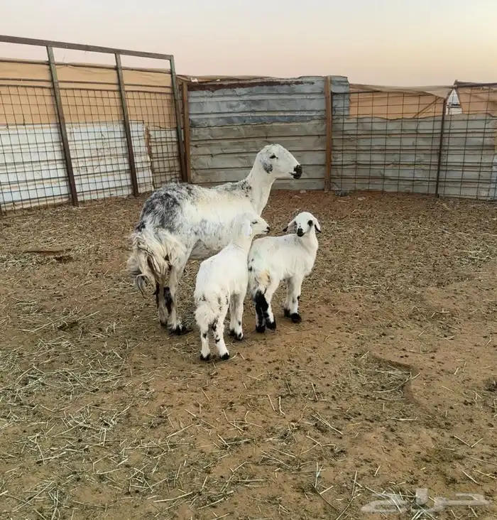 متابيع للبيع 0