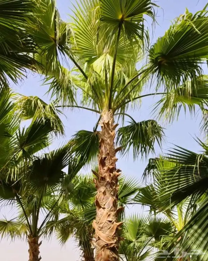 نخل واشنطني زينه للبيع 0