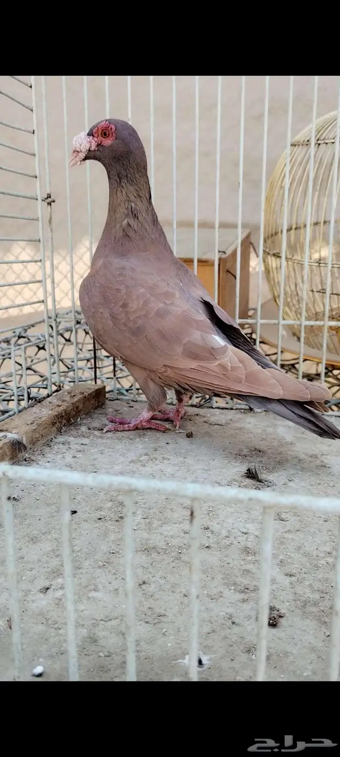 للبيع نثيه 0