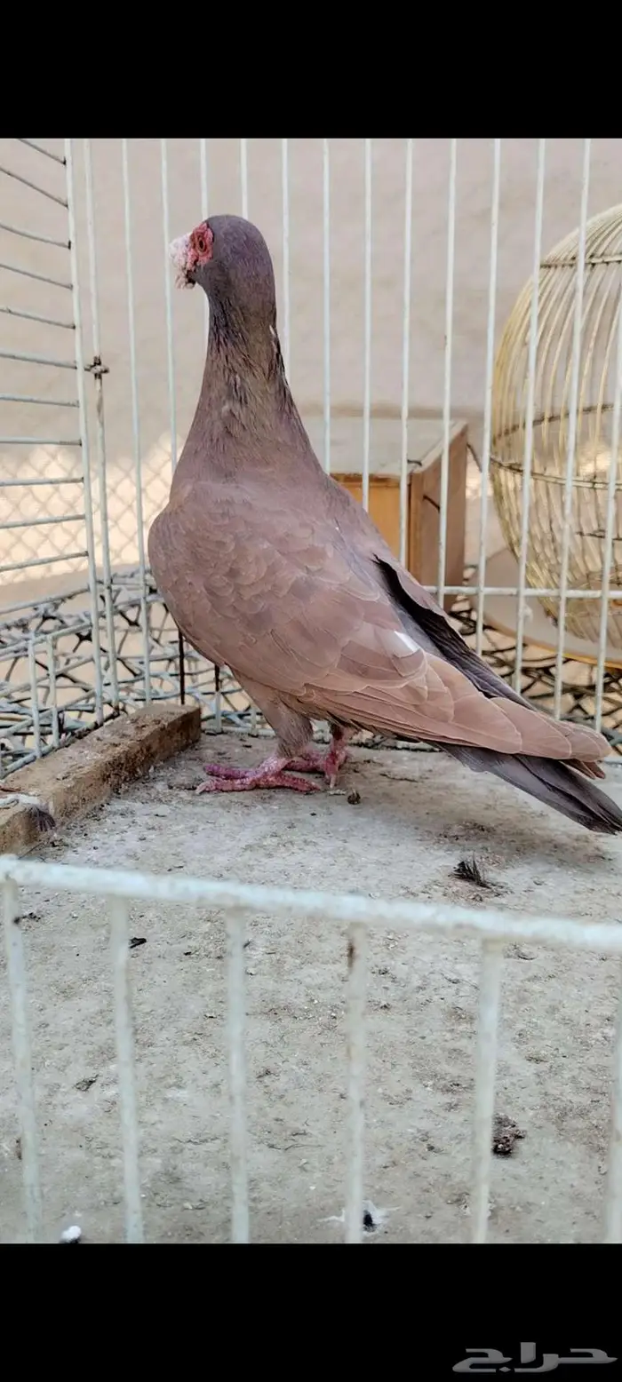 للبيع نثيه 6