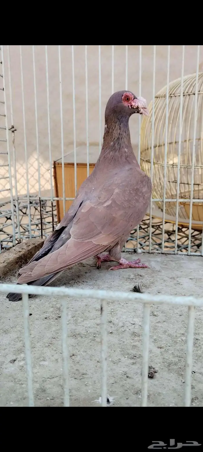 للبيع نثيه 1