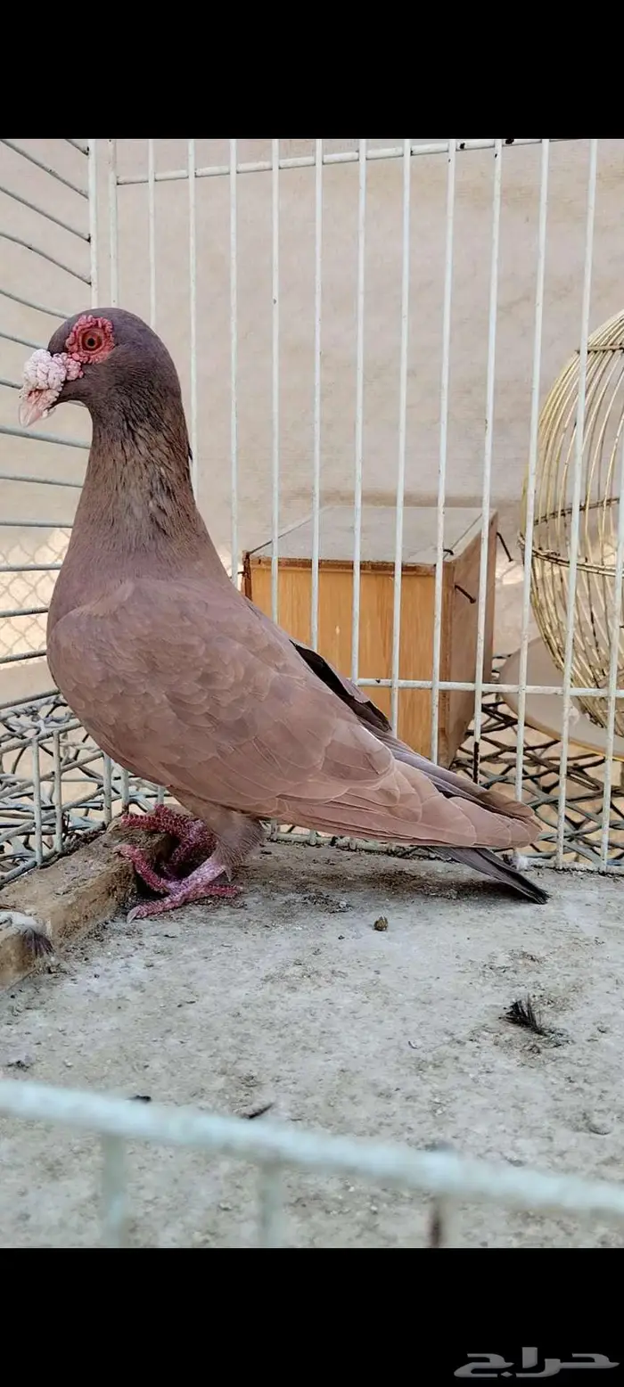 للبيع نثيه 3