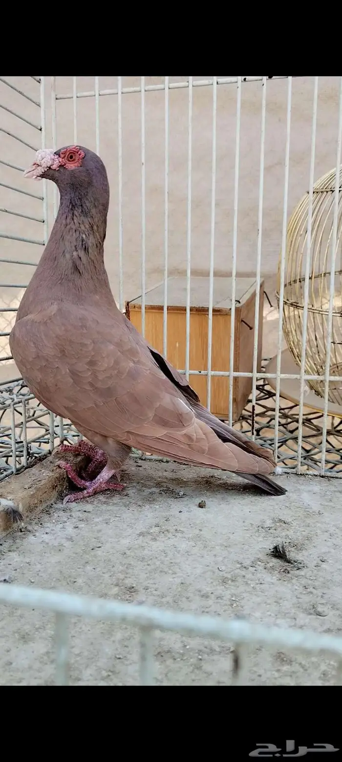 للبيع نثيه 4